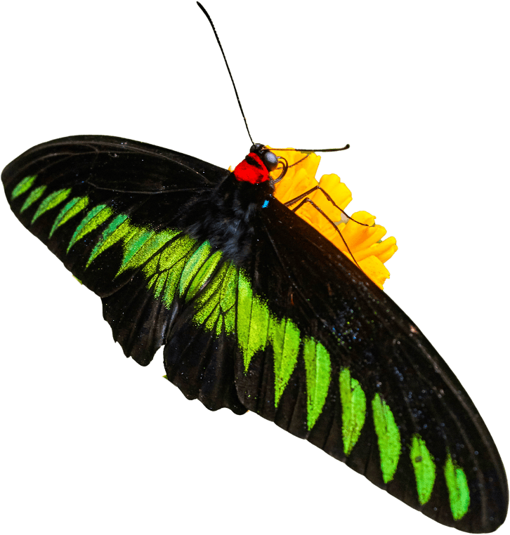 Rajah Brooke's birdwing